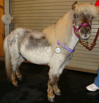 Twinkie the Horse